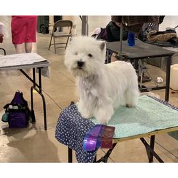 Happy - West Highland White Terrier