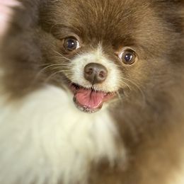 Athena - Pomeranian