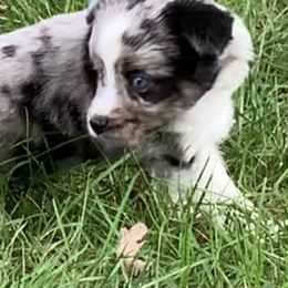 Miniature Australian Shepherd and Toy Australian Shepherd Puppies from Pawesome Lil Aussies