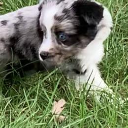 Miniature Australian Shepherd and Toy Australian Shepherd Puppies from Pawesome Lil Aussies