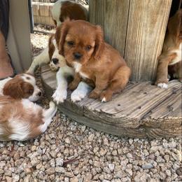 Ben - Ruby male Cavalier King Charles Spaniel puppy in Phoenix, Arizona from Royal Desert Cavaliers
