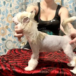 Chinese Crested Puppies from Ciao Bella Chinese Cresteds