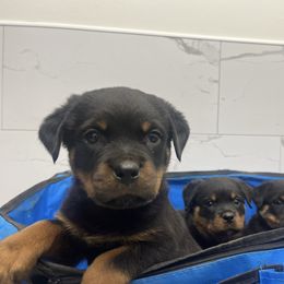 Female 2 - Black and mahogany female Rottweiler puppy in Zebulon, North Carolina from Vom Arnold-Hause Rottweilers