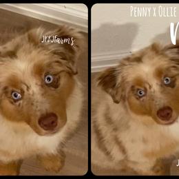 (4) Noelle, RMF - Red merle female Miniature American Shepherd puppy in Huntington, Texas from JKKJ Farms