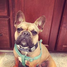 French Bulldog All Grown Up from YSetteL French Bulldogs