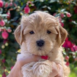 Australian Labradoodles from Mountain Park Australian Labradoodles