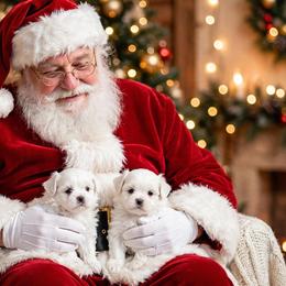 Shichon and Shih Tzu Puppies from Angie’s Teddy Bear Puppies Minnesota