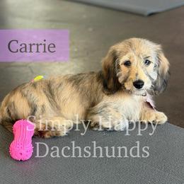 Cream Brindle Dapple Silky Hair - Pet Only CKC - Ready To Go - Carrie - Brindle female Dachshund puppy in Pauls Valley, Oklahoma from Simply Happy Dachshunds