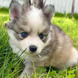 Pomsky Puppies from BittyPomsky