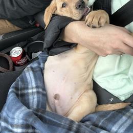 Labrador Retriever Puppies from Valley Creek Dog Boarding and Training