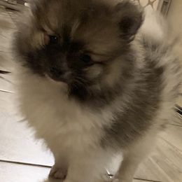 Pomeranian Puppies from Jonna's Poms