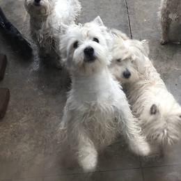 mixty - West Highland White Terrier