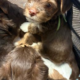 Tippers - Chocolate, tan and white male Yorkshire Terrier puppy in Black Canyon City, Arizona from Sweet Hart Yorkies