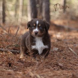 Dunn- RTM - Red tri male Miniature Australian Shepherd puppy in Nacogdoches, Texas from TK Standard, Mini, & Toy Aussies