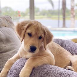 Golden Retriever Puppies from All shades Golden