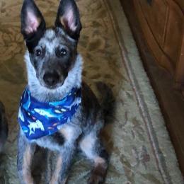 Australian Cattle Dog All Grown Up from Hope Heelers (Australian Cattle Dogs)