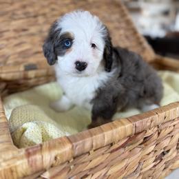 Lilac - Blue merle female Bernedoodle puppy in Indiahoma, Oklahoma from Farm Fresh Doodles