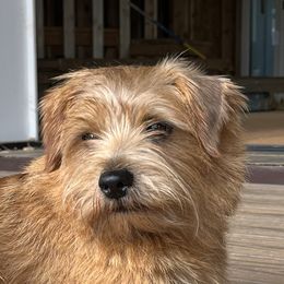Frog - Norfolk Terrier