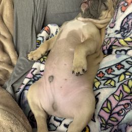 French Bulldog Puppies from Orderofthebulldogs, LLC