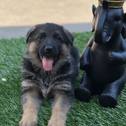 German Shepherd Puppies from Von Geesa