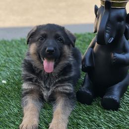 German Shepherd Puppies from Von Geesa
