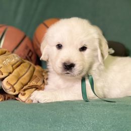 Dark Green - Light golden Golden Retriever puppy in Brewster, Washington from AB & Co. Goldens