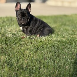 Bonnie - Brindle female French Bulldog puppy in Billings, Montana from Yellowstone Frenchies