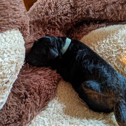 KEN - Bernedoodle puppy in Germantown, Wisconsin from Love for Doodles, LLC / 262.720.0190