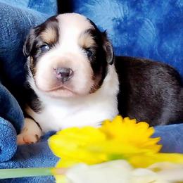 Boone - Black tri-color male Australian Shepherd puppy in Belews Creek, North Carolina from Tilley's Aussies