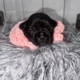 Girl 3 - Brindle French Bulldog puppy in East Brunswick, New Jersey from Pardon Our Official Frenchies