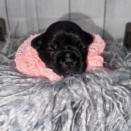 Girl 3 - Brindle French Bulldog puppy in East Brunswick, New Jersey from Pardon Our Official Frenchies