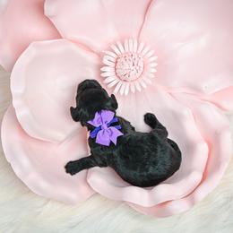 Purple - Black female Goldendoodle puppy in Platteville, Wisconsin from Beck Kennel