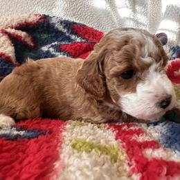 Blaze - Red  male Poodle puppy in Patterson, New York from Pixie Poodles