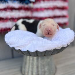 Old English Sheepdog and Sheepadoodle Puppies from Desert Sheepies&Doodles