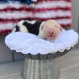 Old English Sheepdog and Sheepadoodle Puppies from Desert Sheepies&Doodles