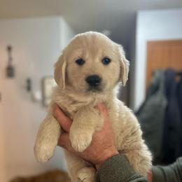 Orange collar female - Light golden female Golden Retriever puppy in Rainier, Washington from Hanson’s NW Goldens & Doodles