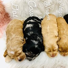 Cockapoo Puppies from Rainbow Cockapoos