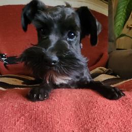 Shady - Black female Miniature Schnauzer puppy in Ferndale, Washington from Blackhorse Schnauzers Washington state