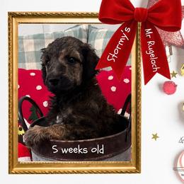 Rugelach - Brindle male Poodle puppy in Ocean Springs, Mississippi from Forever Summer Standard Poodles