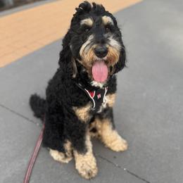 Tully - Bernedoodle