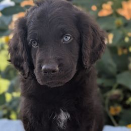 Henry - Brown and white male Aussiedoodle puppy in Coulee City, Washington from Mr and Mrs Doodle Farm