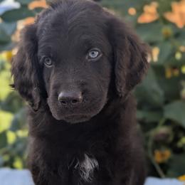 Henry - Brown and white male Aussiedoodle puppy in Coulee City, Washington from Mr and Mrs Doodle Farm