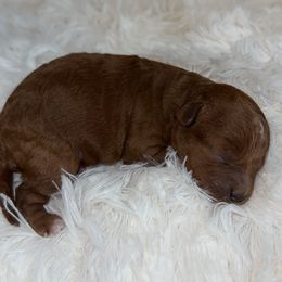 Red - Red  female Poodle puppy in Austin, Texas from C & C Texas Toy Poodles