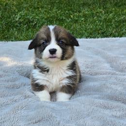 Light Blue Collar Female - Red female Pembroke Welsh Corgi puppy in Tenino, Washington from LoneStar Corgis NW
