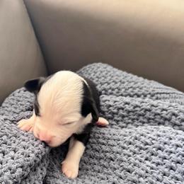 ASHER - Black & white male Miniature Australian Shepherd puppy in California from Elsa’s lil Wiggle Butts