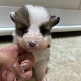 Bug - Red male Pembroke Welsh Corgi puppy in Decatur, Texas from Bar S Corgis