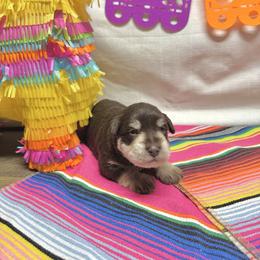 Flint - Liver male Miniature Schnauzer puppy in Huntington, Utah from Schnauzers on Robinson Lane