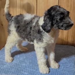 Noah - Merle male Irish Doodle puppy in Bonifay, Florida from Heavenly Poodles