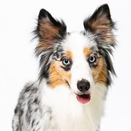 Kiara - Miniature Australian Shepherd
