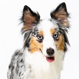 Kiara - Miniature Australian Shepherd